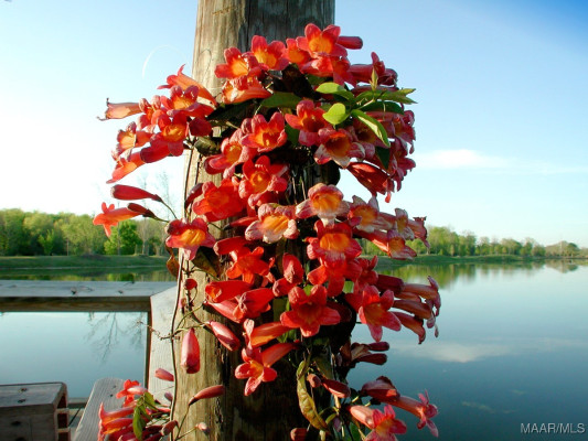 3900 TURNING LEAF Loop