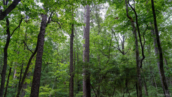 4388 County road 5 Road