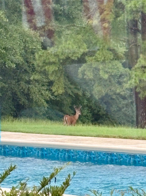 845 Whitetail Ridge